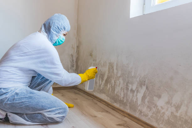 Licensed Basement Mold Remediation service in Sparta, GA - Car Mold Remediation