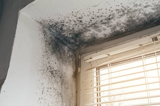 Affordable Basement Mold Remediation solutions in Sparta, GA